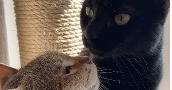 chloé pet sitter à THANN 68800