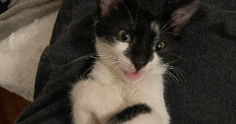 clémence pet sitter à MONTPELLIER 34070_3