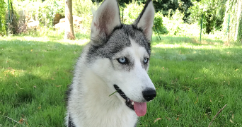 emma pet sitter à Belbeuf 76240_7