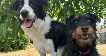 leyla pet sitter à SARRALBE 57430_8