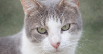 héléna pet sitter à LE TEILLEUL 50640_3