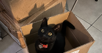 louane pet sitter à MARSEILLE 12 13012_1
