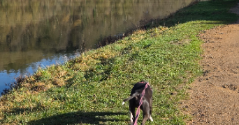 chanel pet sitter à Unieux 42240_4