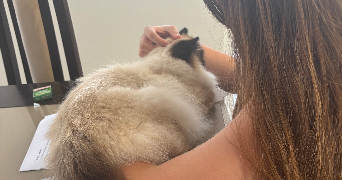 anaïs pet sitter à LE PLESSIS PATE 91220_2