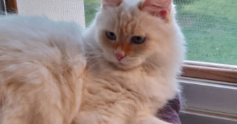 anne pet sitter à Féchain 59247_6