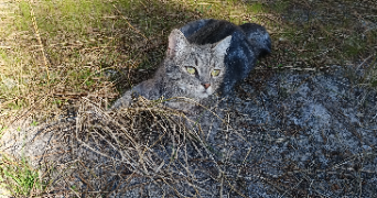 sounia pet sitter à ANGOULEME 16000_1