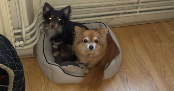 louise pet sitter à MONTREUIL 93100_8