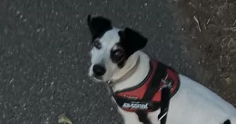 amandine dog sitter à ST JULIEN D ODDES 42260