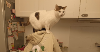 léo pet sitter à ORVAULT 44700_0