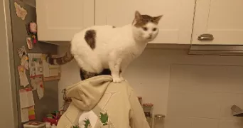 léo pet sitter à ORVAULT 44700