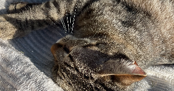 sophie pet sitter à ST GIRONS 09200_5