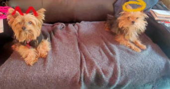 anais pet sitter à Paris 18 75018_3