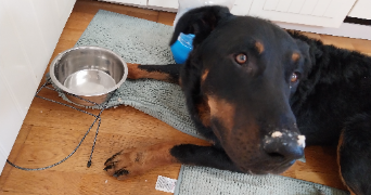 yacine pet sitter à GRABELS 34790_0