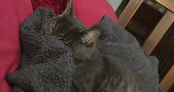 veronique pet sitter à ST LEONARD DE NOBLAT 87400_3