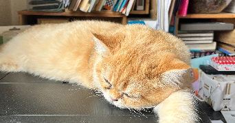 feng pet sitter à LE KREMLIN BICETRE 94270_4