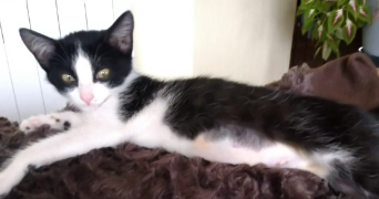 maud pet sitter à PARIS 16 75116_4