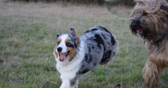 katy pet sitter à RENNES 35700_2