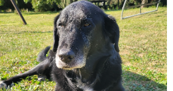 anaïs  pet sitter à VIEIL HESDIN 62770_1