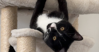 clarisse pet sitter à SAPOGNE ET FEUCHERES 08160_2