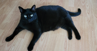hélène pet sitter à LUDRES 54710_5