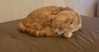 héloise pet sitter à AIZENAY 85190_2