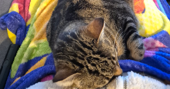 bettina pet sitter à LA JAUDONNIERE 85110_4