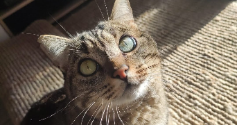Cheyenne pet sitter à TOULOUSE 31400_1