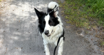 manon pet sitter à MOUSTIER EN FAGNE 59132_0