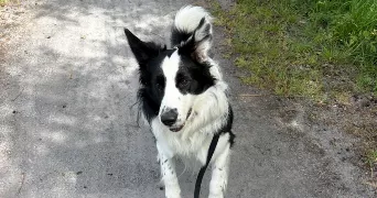 manon pet sitter à MOUSTIER EN FAGNE 59132