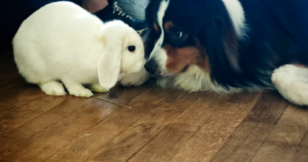 ambre pet sitter à CHATEAUROUX 36000_2