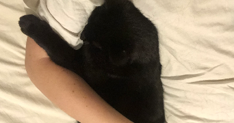 lauryn pet sitter à AUBERVILLIERS 93300_3