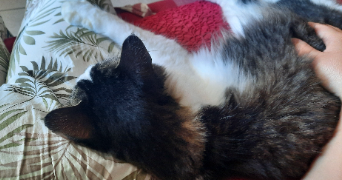 maeliss pet sitter à OSNY 95520_4