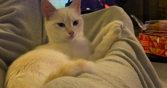 chloe pet sitter à ST ORENS DE GAMEVILLE 31650_1