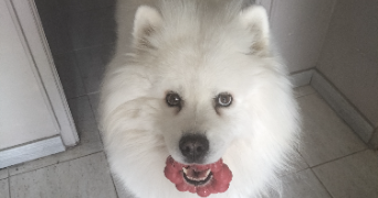 sylvie pet sitter à CEINTREY 54134_11