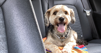 ambre pet sitter à LILLE 59800_1