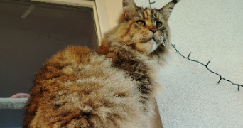 zadig pet sitter à MEYLAN 38240_7