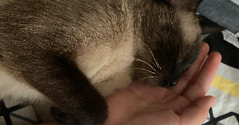 amani pet sitter à VENISSIEUX 69200_3