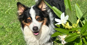vincent pet sitter à SANTENY 94440