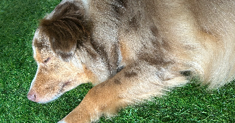 chloé pet sitter à DOUAI 59500_1