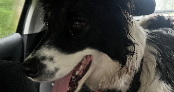 elodie pet sitter à CHAUX 90330_5