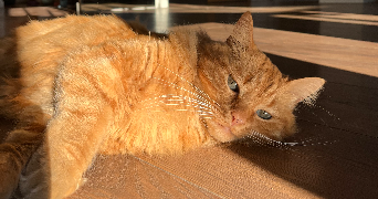 luisa pet sitter à MARCQ EN BAROEUL 59700_2