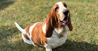 flo pet sitter à LANDUDEC 29710_4