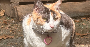 louane pet sitter à MARSEILLE 12 13012_3
