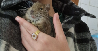 ambre pet sitter à ST PRIEST 69800_2