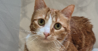 jérômine pet sitter à VANVES 92170_5