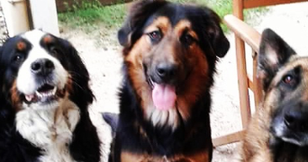 déborah pet sitter à VILLERS ALLERAND 51500_5
