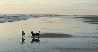 marine pet sitter à LAGNY SUR MARNE 77400_2