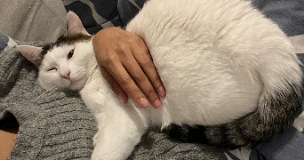 alisson pet sitter à NOISY LE GRAND 93160_2