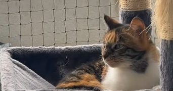 rebecca pet sitter à GONESSE 95500_2