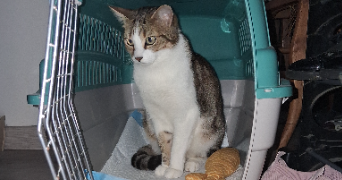 sabine pet sitter à IGNY 91430_2